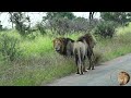 Biggest Male Lions In Kruger Park - The Leeubron Males - Way Off Territory!