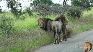 The Biggest Male Lions In Kruger Park - The Leeubron Males—Way Off Territory!