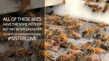4K video of a new colony of honeybees moving into a new hive with honeybee info popups throughout.