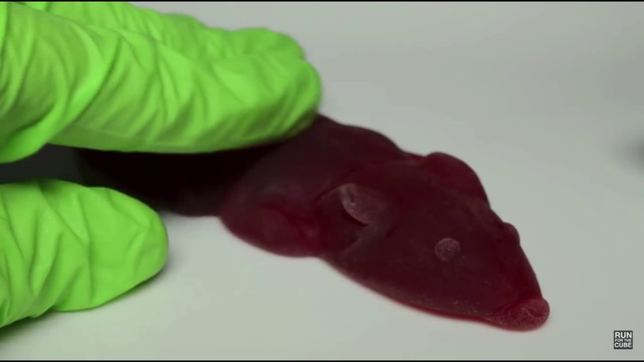 Gummy Rat Video