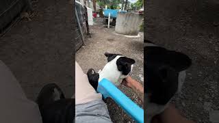 El exige sus cariños #radiochuvano #rch #rderancho #nature #viralshort