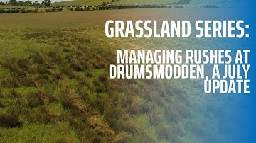Managing Rushes at Drumsmodden, a July update