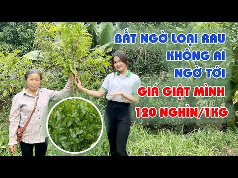 Video RAU NGÓT RỪNG (rau sắng) giá cao vẫn hút khách | Mô... - youtube