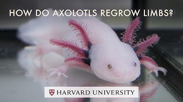 How do axolotls regrow limbs? Harvard’s Jessica Whited looks for answers