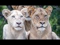Time spent with the VERY rare White Lions | The Birmingham Pride