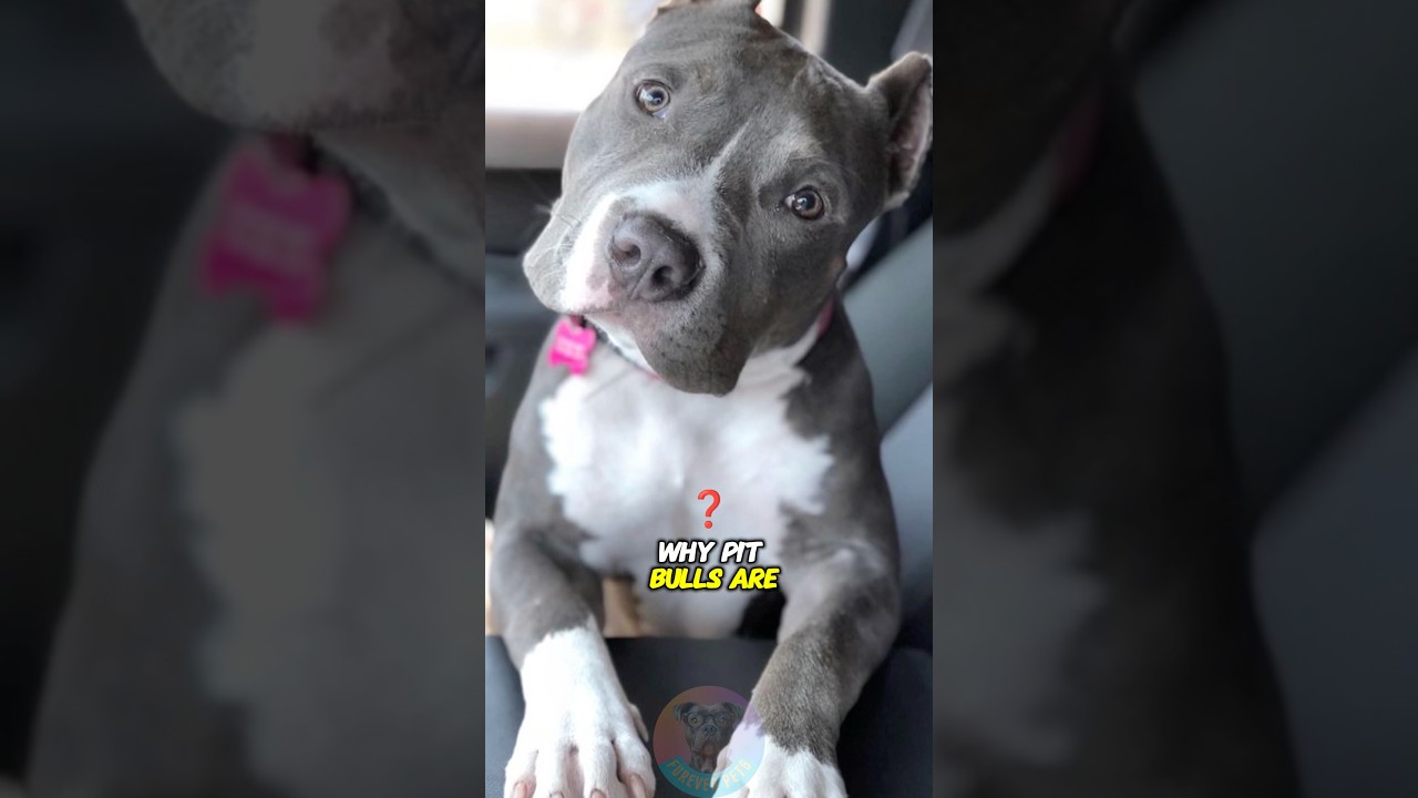 Почему питбули &mdash; самые преданные собаки на Земле? #шорты #собака #собачьялюбовь #питомцы #питбуль