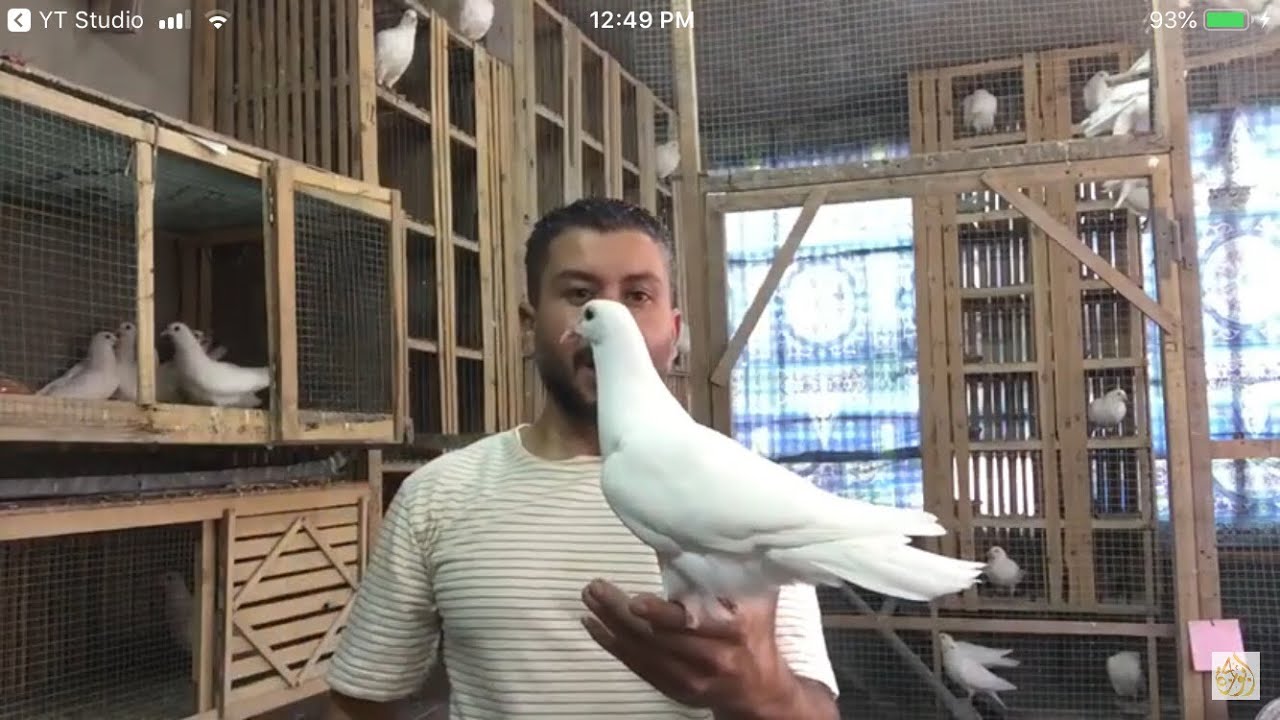 اشتريت حمام جديد 🎊💪🕊طريقه استقبال الحمام الجديد 🤔