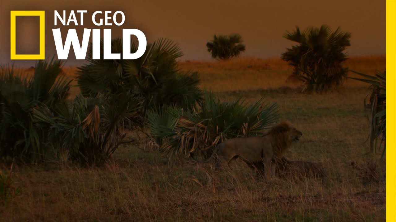 nat geo wild logo King of the River | The Nile