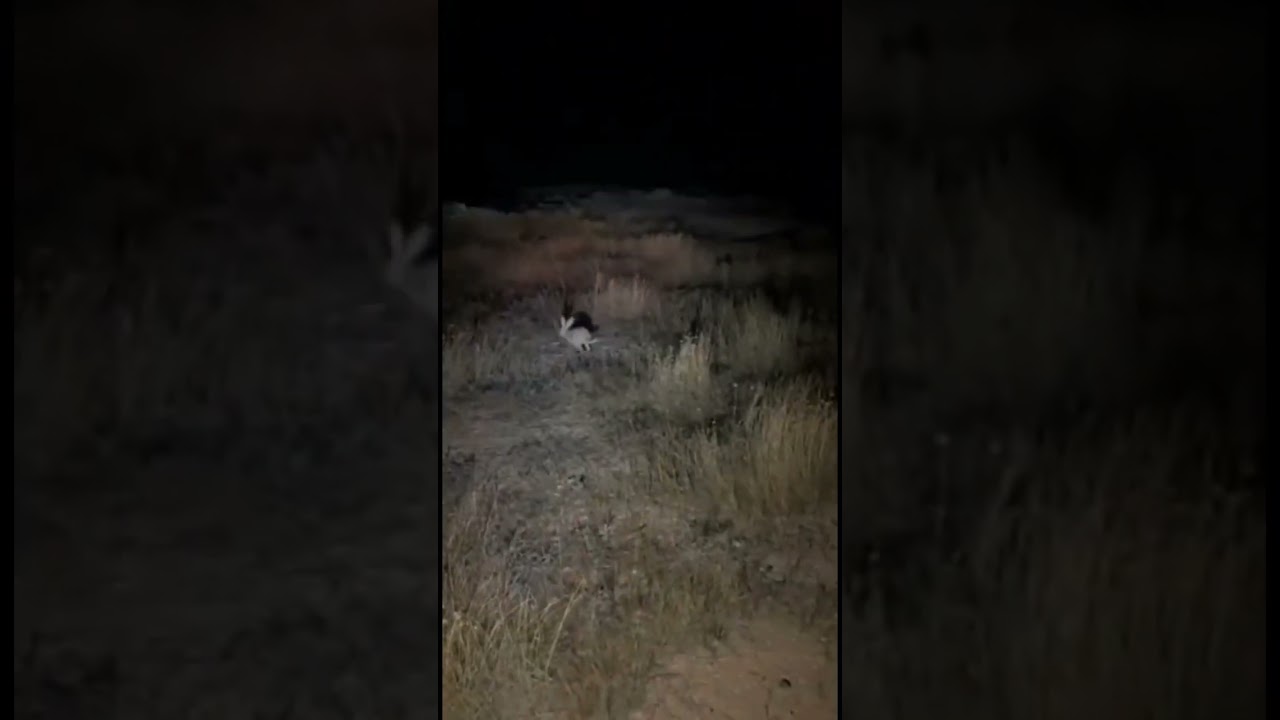 jangal mein khargosh ka shikar. Rabbit hunting