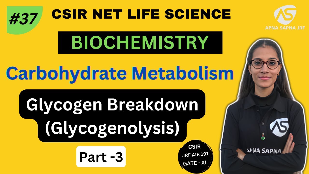 Glycogen Degradation (Glycogenolysis) || Carbohydrates Metabolism || CSIR NET Life science ||