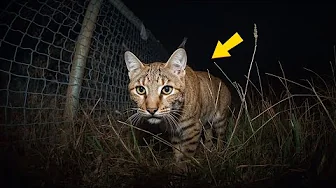 This Bobcat Stole Every Plate — Weeks Later, A Mother’s Secret Will Touch Your Soul