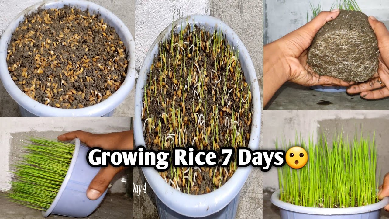 Growing Rice🌱| Experiment King Queen |TimeLapse | 