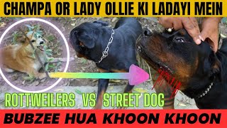 Champa Bites Bubzee: Lady Ollie & Street Dog Ki Ladayi Mei Champa Ne Kia Rottweiler Bubzee Pe Attack