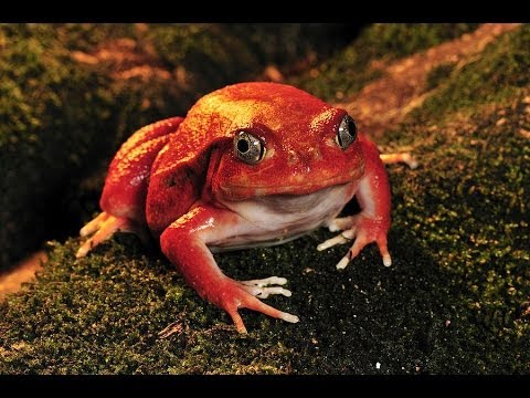 leopard print Bringing Back The Babies - 20 Minutes Underground - Episode #71