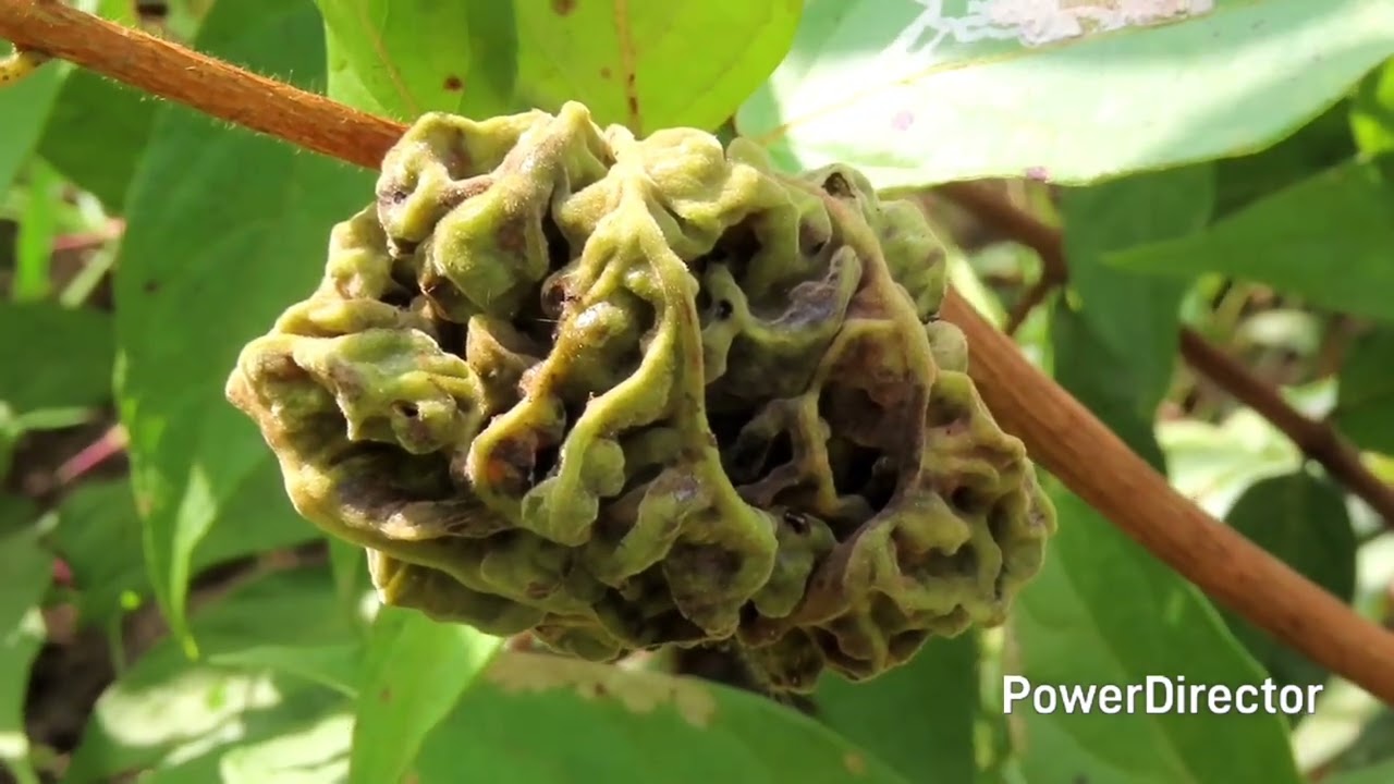 Insect's Galls On Plant