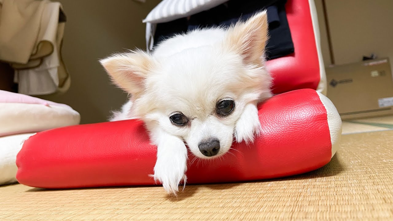 やさぐれチワワのボヤキ聞いたって！【神戸弁で喋るチワワ】