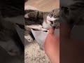 when cats hear music... even they enjoy #hashtag #meowmoves #catdance #catvideos #catshorts