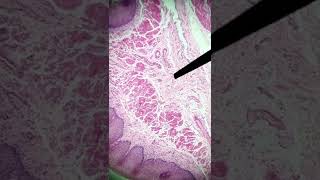 KEY FACT! How to identify esophageal layers under a microscope? #histology #digestive