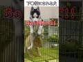 犬のおもしろ動画にツッコミどころ満載なアフレコしてみた#494【気持ち】【ハプニング映像】#shorts #アフレコ #面白動画