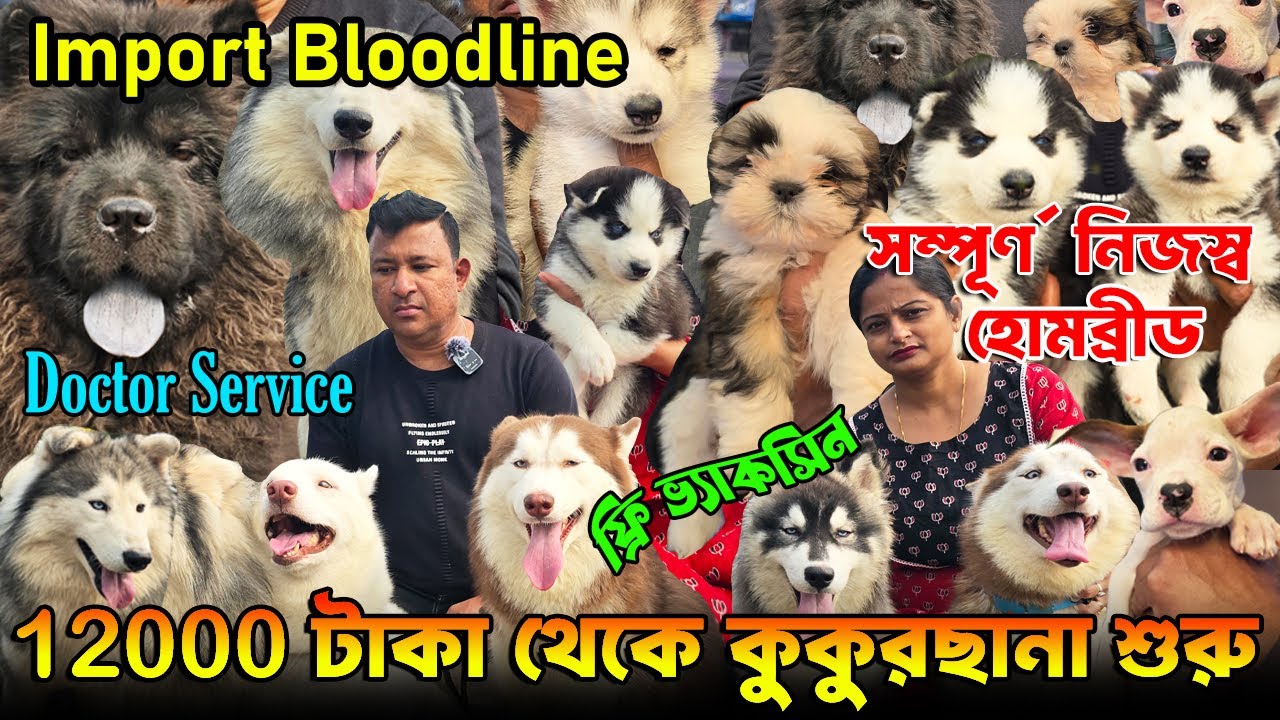 Biggest Siberian Husky Kennel in West Bengal । Import Quality Kci Registered । Dog Market in Kolkata