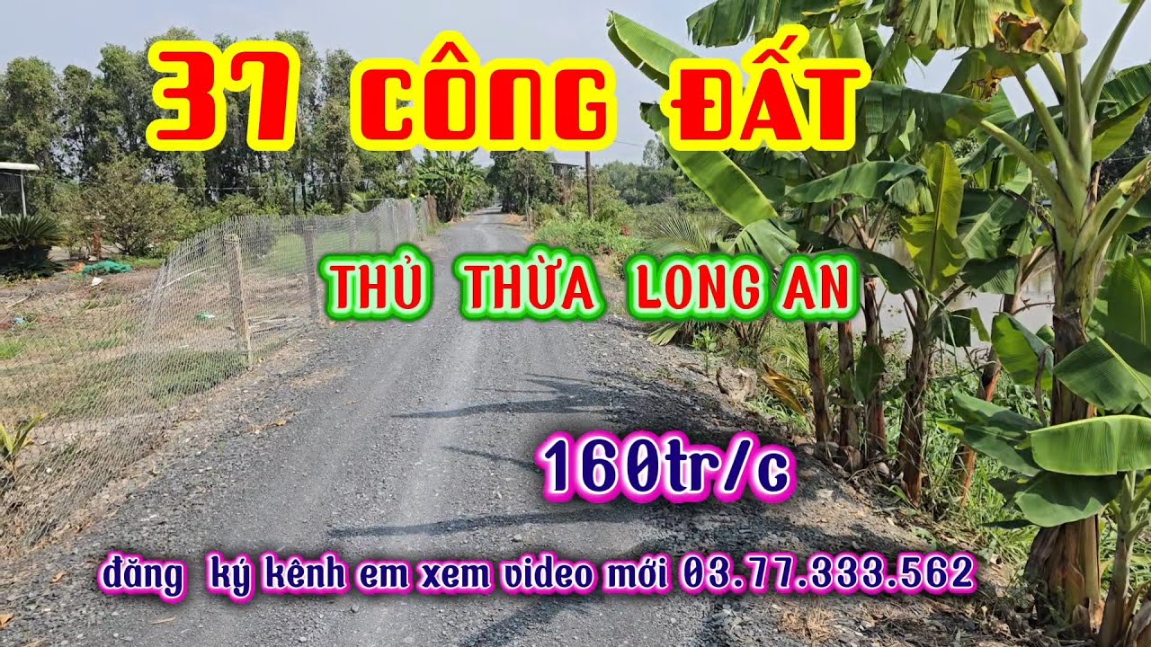 BÁN  37 CÔNG ĐẤT  ĐANG  BỊ  GỘP , TẠI  THỦ THỪA LONG AN,GIÁ  160 TR /C