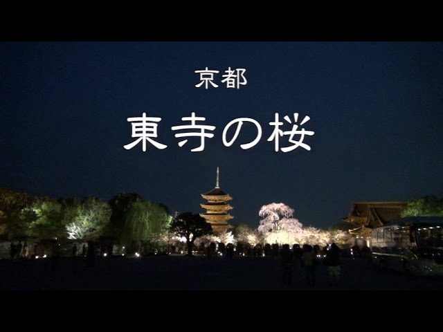 京都 東寺の桜 ライトアップ Youtube