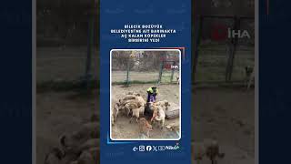 Bozüyük Belediyesi'ne Ait Barınakta Aç Kalan Köpekler Birbirini Yedi
