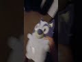 Medium Bluey Making Banging Doors