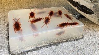 Asmr Coca Cola, Different Fanta, Car Vs Jelly With Roaches, Crushing Crunchy Soft Things By Car