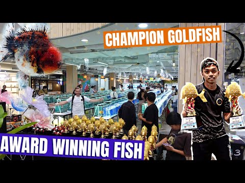 THAILAND goldfish SHOW