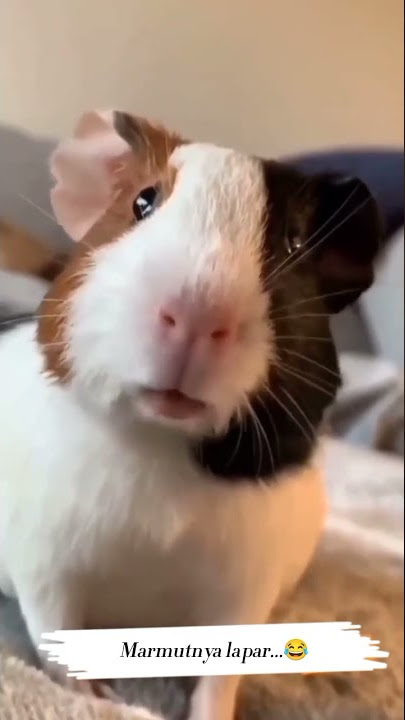 Marmutnya minta makan, saatnya diberi makan #hamster #marmut
