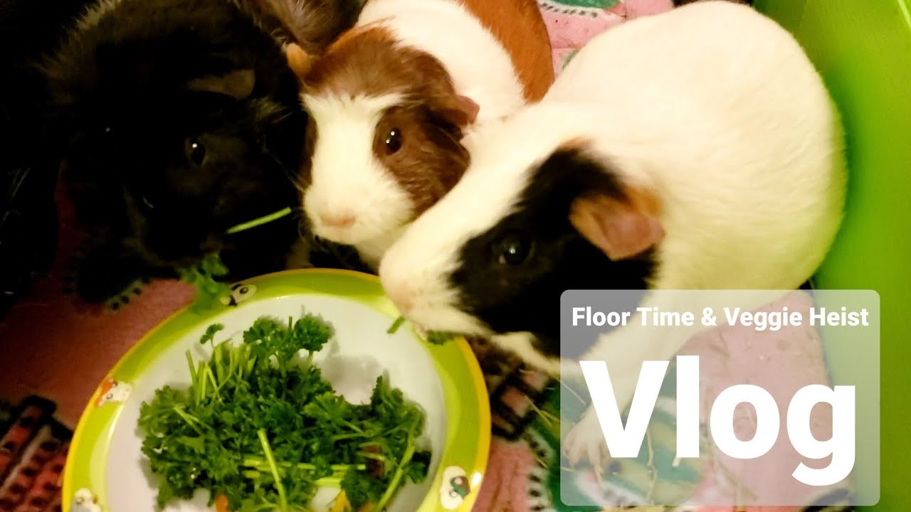 Fresh Look at Guinea Pig Floor Time Veggie Heist Wednesday Vlog 3