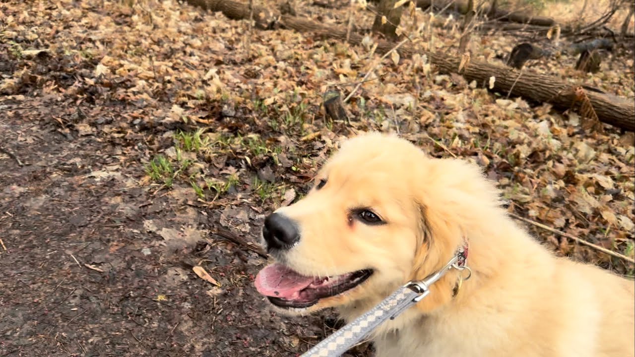 18-Week Puppy - Walks After The Rain - Raw Turkey, Chicken, Beef Blend ...