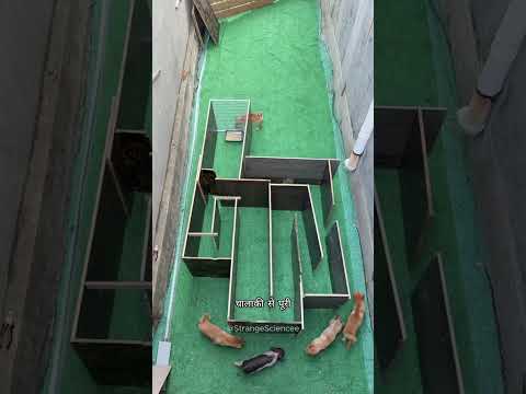 SHOCKING winner of this food race