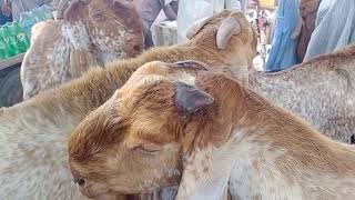 Madrasa Mandi 0 313 680 5 101