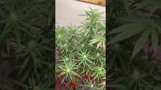 Jack Herer almost finished. Update on Blue Dream, GDP. Mendocino Farms.