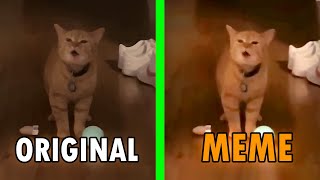 I go meow Original Vs Meme / I go meow cat meme