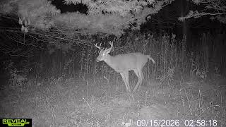And so it begins! Watch this buck lay down a scrape. 🦌