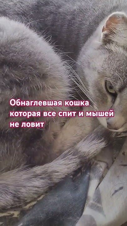 наглая кошка лентяйка 🤣🤣🤣 - YouTube