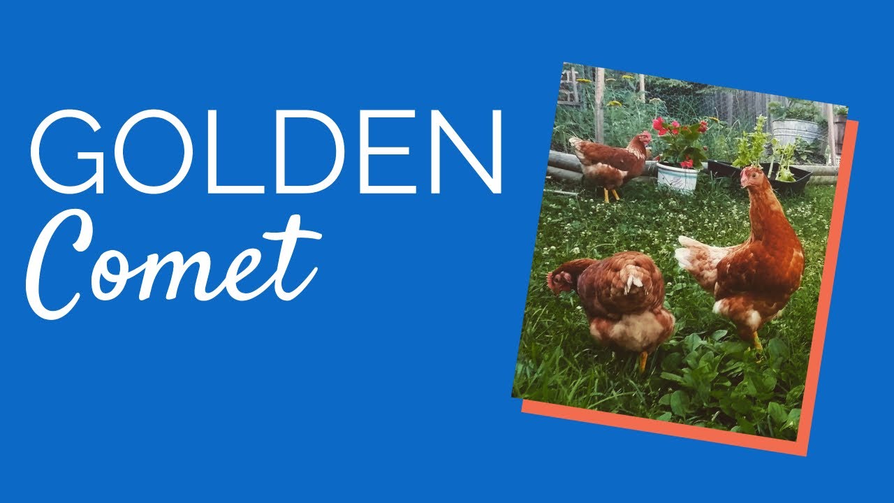 chicks-gallery-buff-chicks