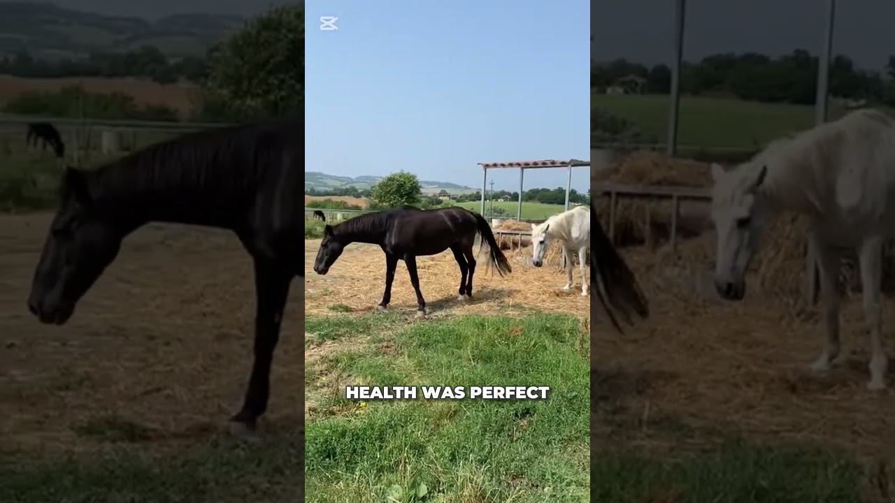 an adoption better than we ever imagined