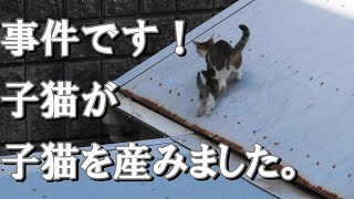 事件です！子猫が子猫を産みました～