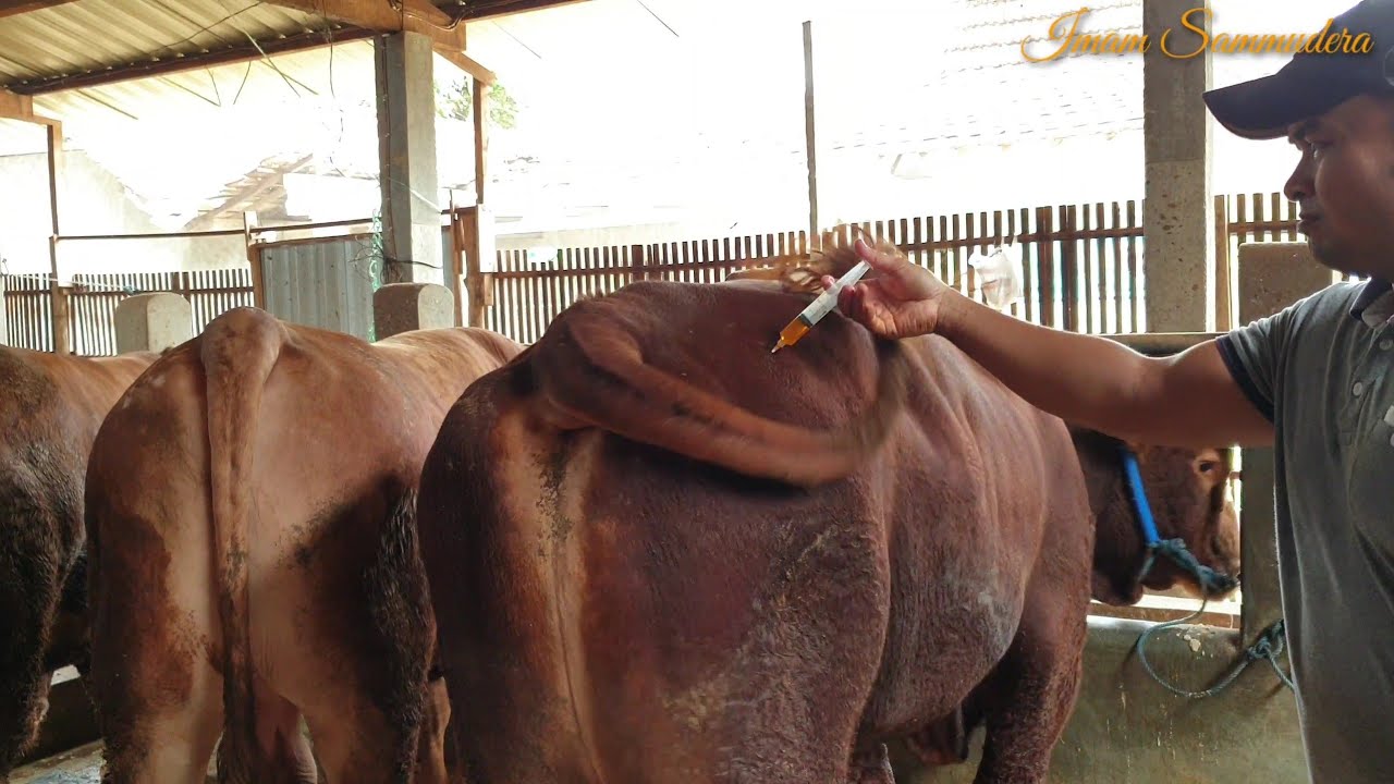 Cara Penyuntikan Vitamin Dan Obat Anti Parasit Untuk Sapi-Sapi Di