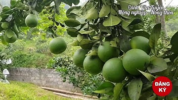 BƯỞI DIỄN, RẤT CẦN BỌC QUẢ ĐỂ CÓ MẪU MÃ ĐẸP VÀ TRÁNH ĐƯỢC SÂU BỆNH.