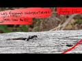 Les fourmis charpentires dans les landes de gascogne