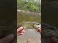 Cute but aggressive #smallmouth #troutfishing #creekfishing #rainbowtrout #browntroutfishing
