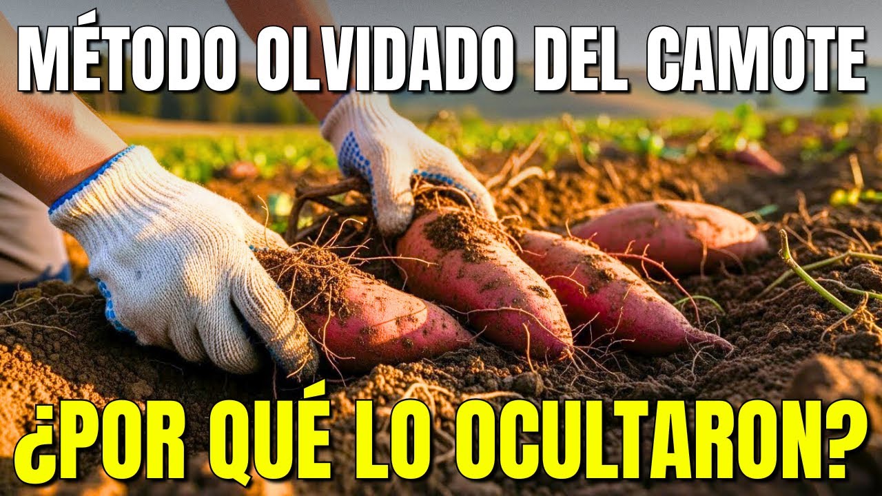 El Método Olvidado del Camote Que Se Cultiva Solo y Da Más Que el Arroz