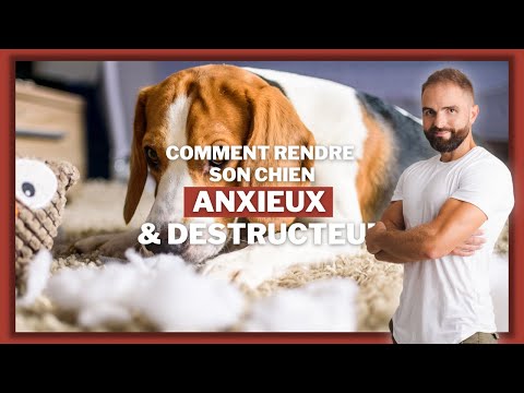 Vidéo: Anxiété de séparation: Calmez le comportement destructeur de votre chien lorsqu'il est laissé seul