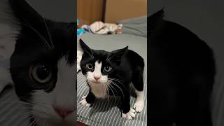 Cut from @FunMaker-11cute black cat#cat #kitten #black🐕🐕😺😺😺#blackcatshort#@