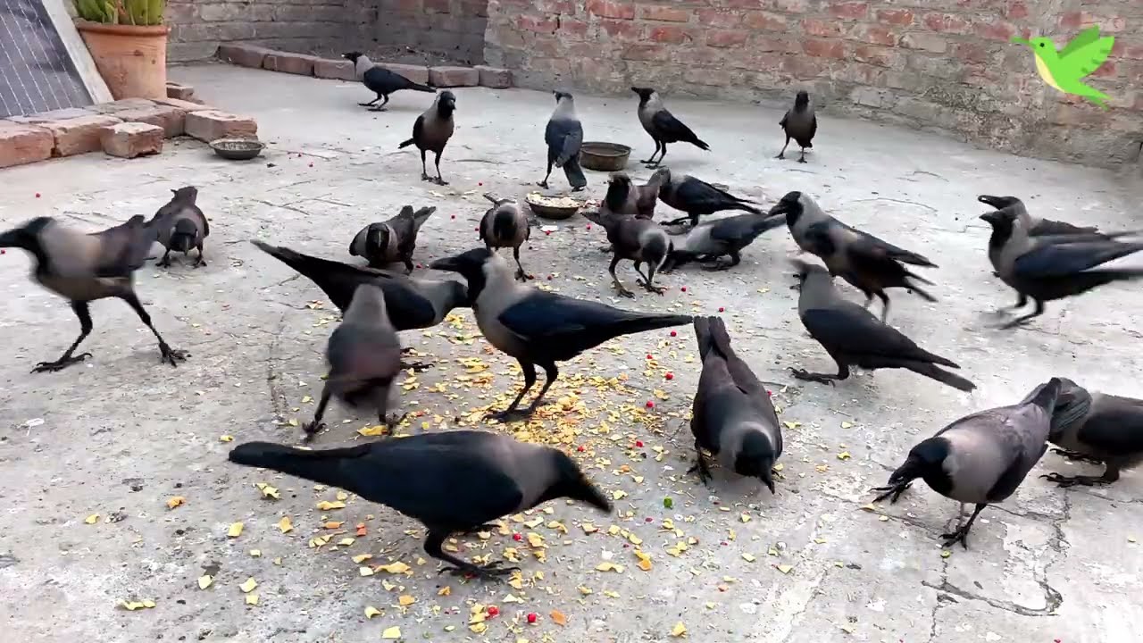 Birds Impressive Morning Show | Bird Sounds | Crow Sounds | Crows Planet 